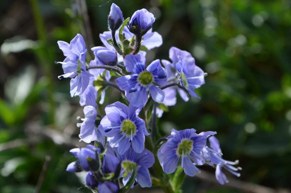 Veronica gentianoides 'Maihimmel'