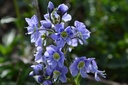 Veronica gentianoides 'Maihimmel'