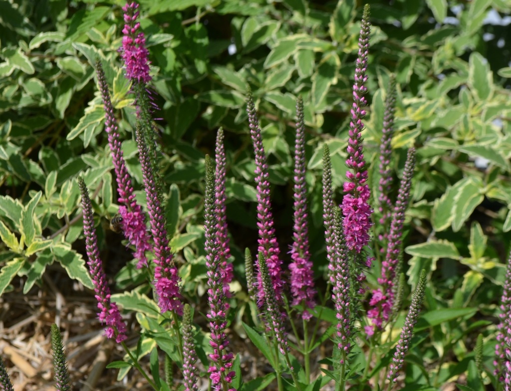 Veronica spicata 'Rotfuchs' (Bio)