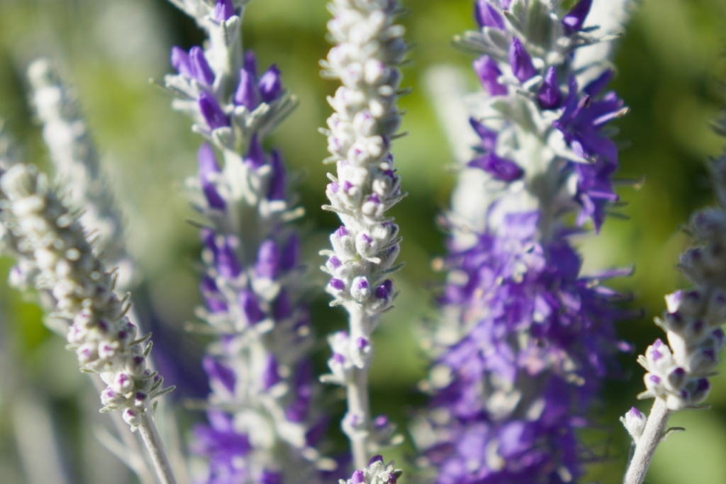Veronica spicata ssp. incana 'Silberteppich' (Bio)