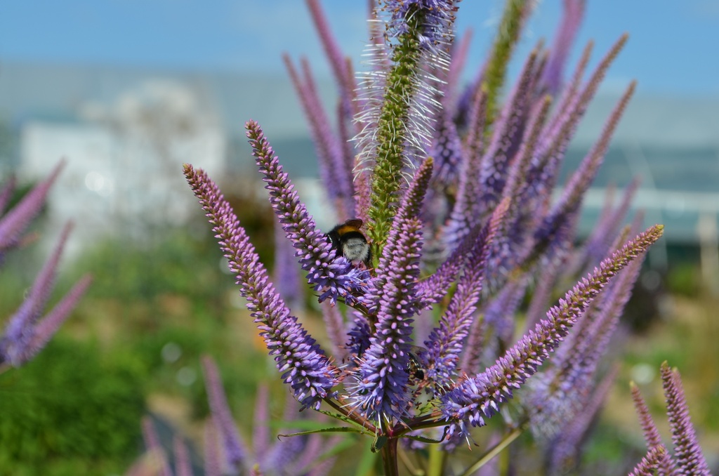 Veronicastrum virginicum 'Fascination' (Bio)