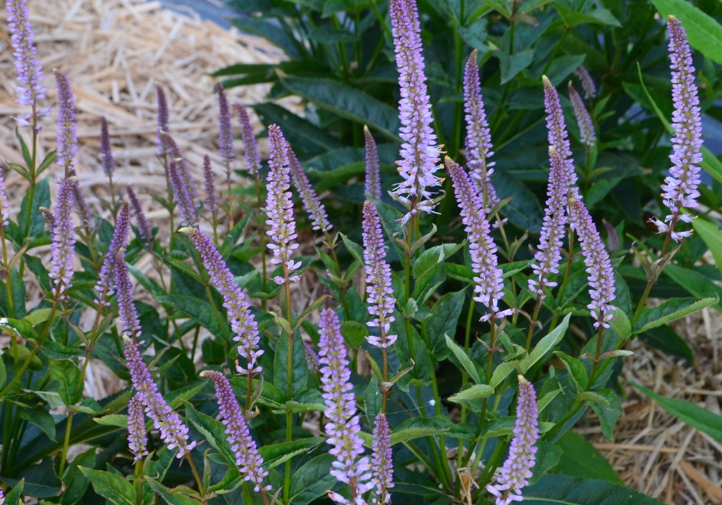 Veronicastrum virginicum 'Red Arrow' (Bio)