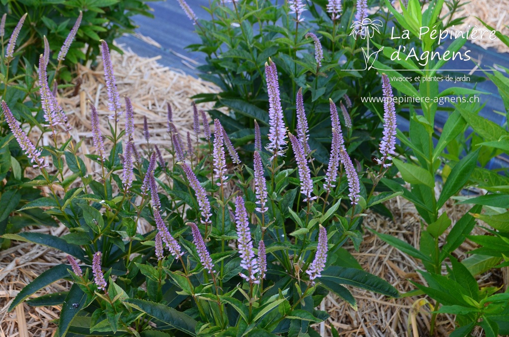 Veronicastrum virginicum 'Red Arrow'