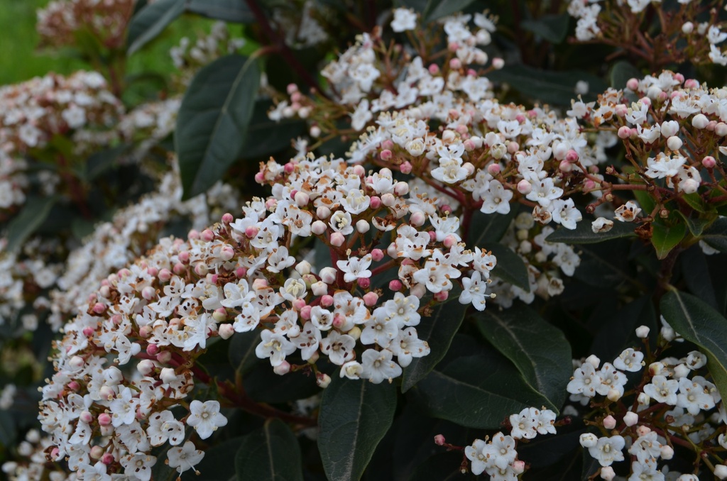 Viburnum tinus (1 Lt., Bio)