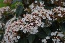 Viburnum tinus