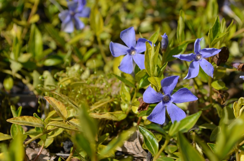 Vinca minor (Bio)