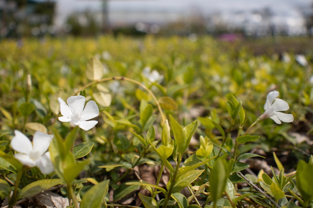 Vinca minor 'Alba' (Bio)