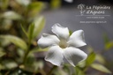 Vinca minor 'Alba'