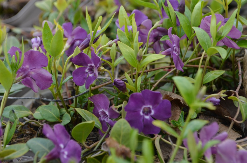 Vinca minor 'Atropurpurea' (Bio)