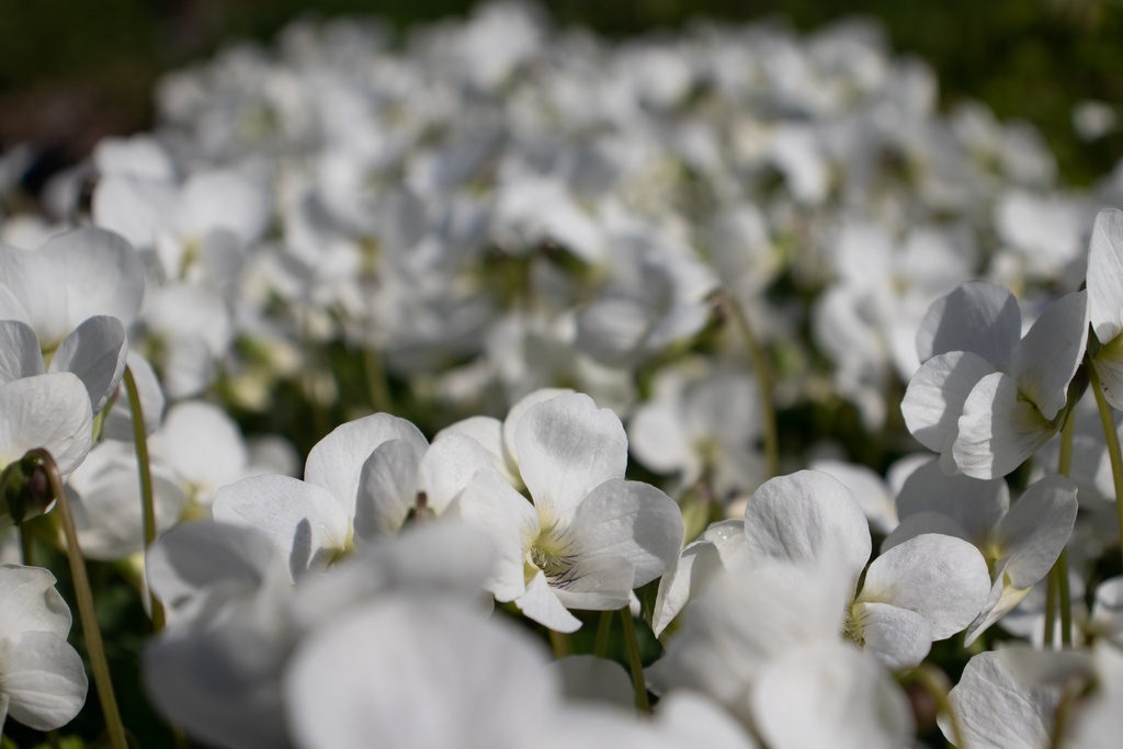 Viola sororia 'Albiflora'