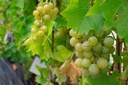 Vitis Raisin 'Birstaler Muscat'