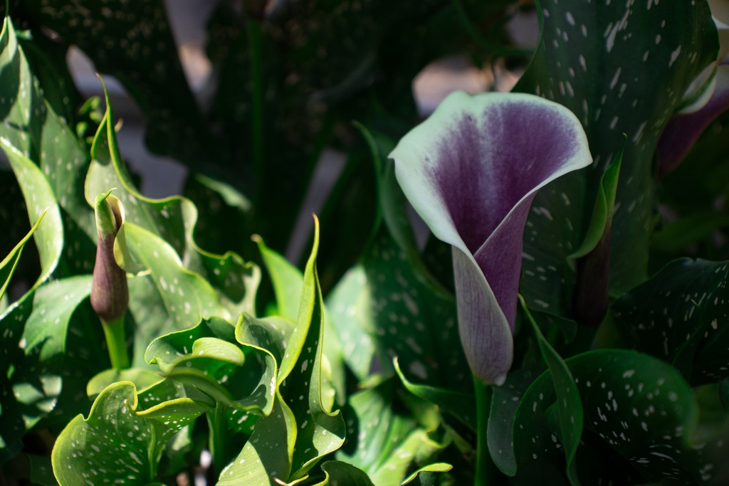 Zantedeschia 'Picasso' (Bio)