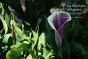 Zantedeschia 'Picasso'