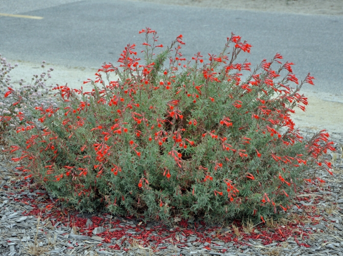 Zauschneria californica
