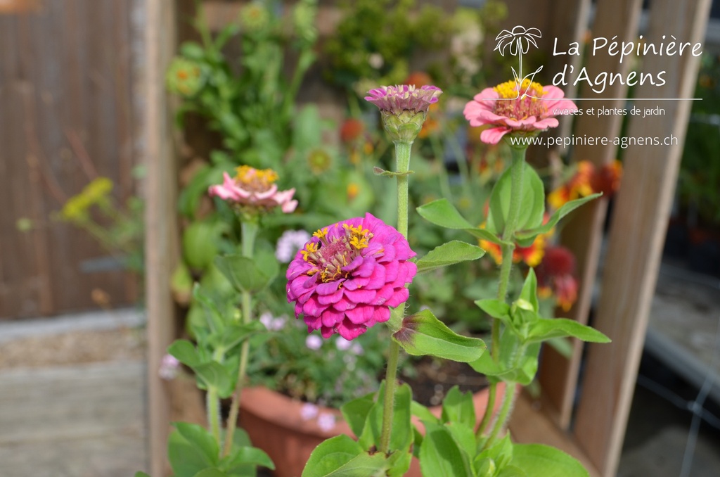 Zinnia elegans (Bio)