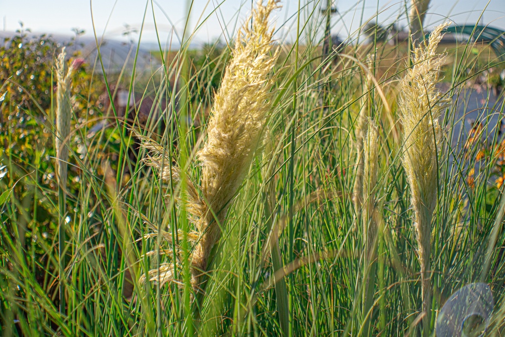 Cortaderia selloana 'Pumila' (Bio, 1L)