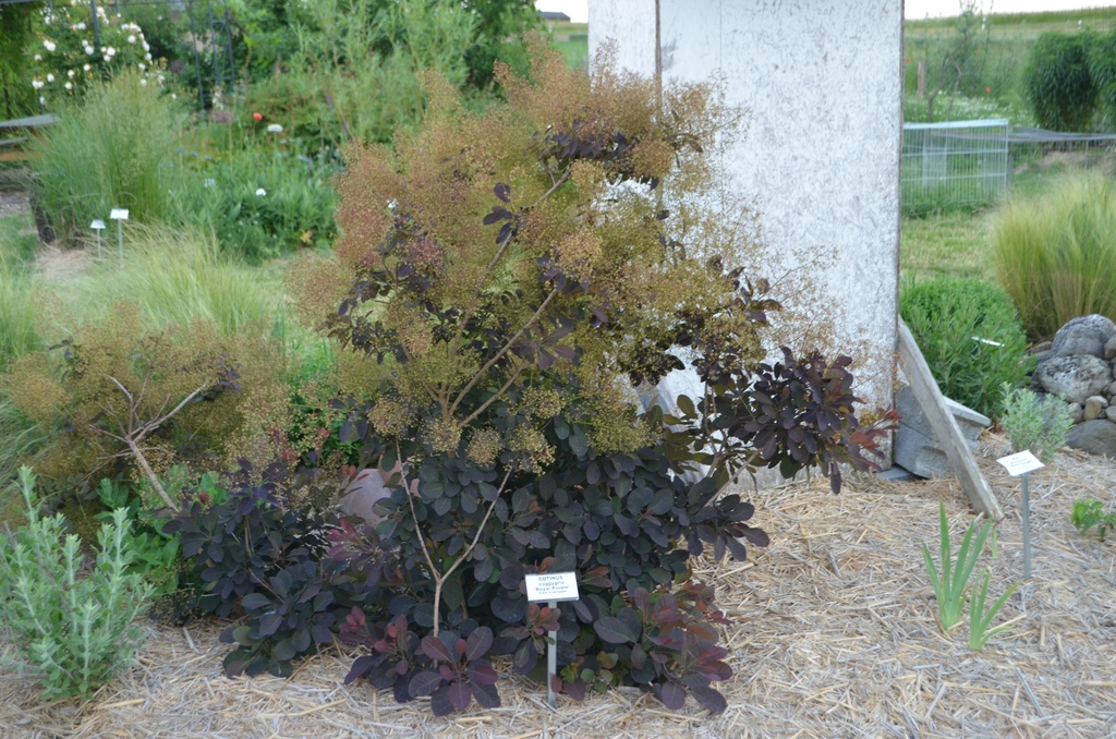 Cotinus coggygria 'Royal Purple' (1L, Bio)