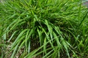 Hakonechloa macra