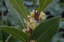 Laurus nobilis