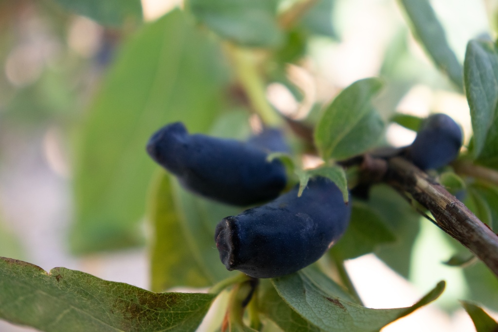 Lonicera kamtschatica 'Amur'