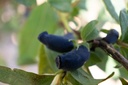 Lonicera kamtschatica 'Amur'