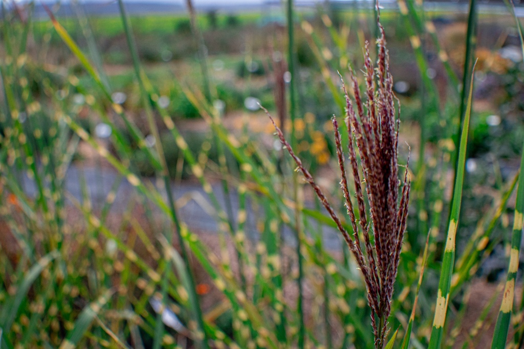 Miscanthus sinensis 'Strictus'