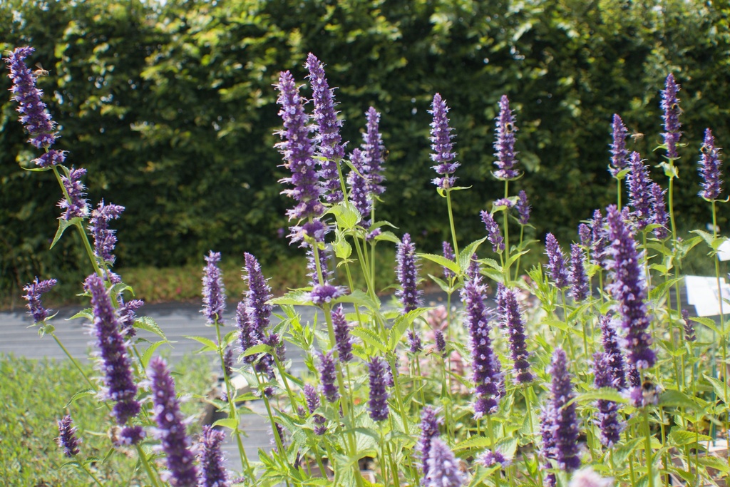 Agastache rugosa 'Black Adder' (Bio)