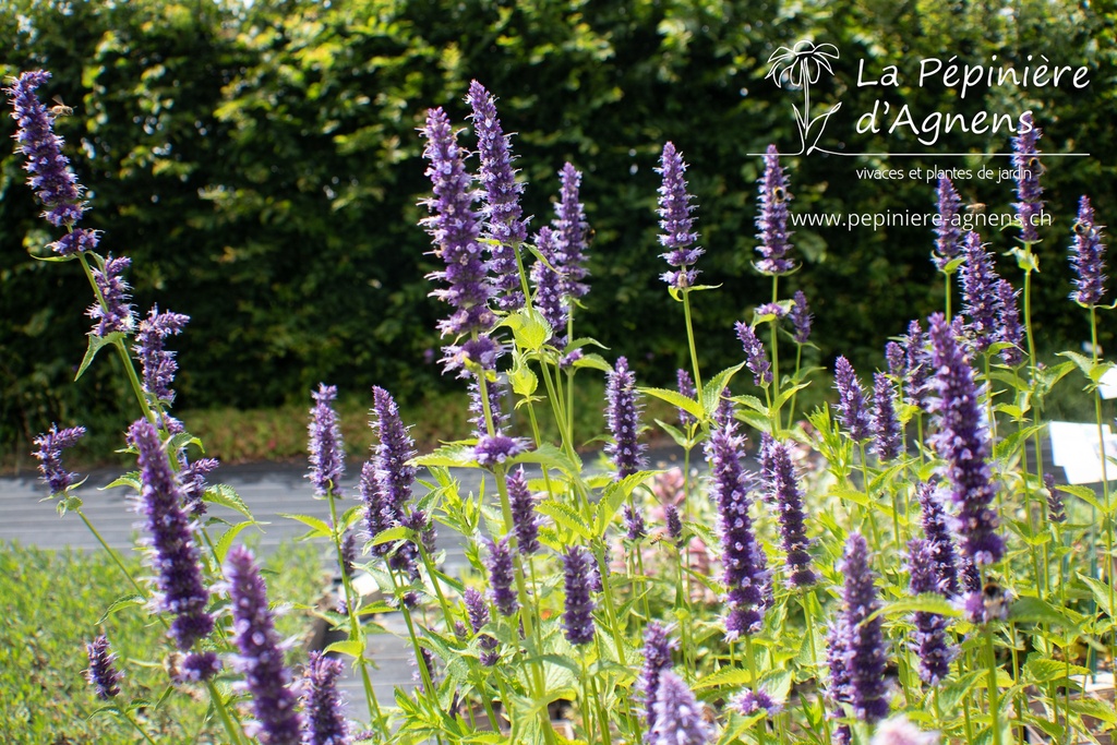 Agastache rugosa 'Black Adder'