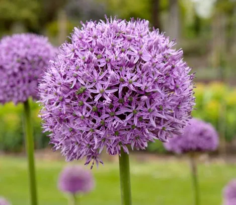 Allium 'Gladiator' (Bio, 1 Lt.)