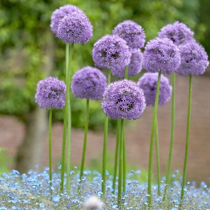 Allium 'Gladiator'