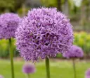 Allium 'Gladiator'