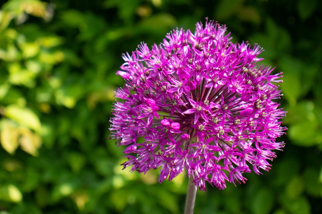 Allium aflatunense 'Purple Sensation' (Bio, 1L)