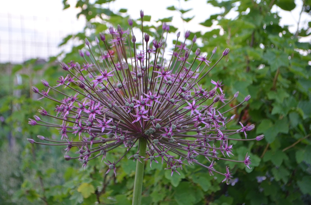 Allium 'Spider' (Bio, 1L)