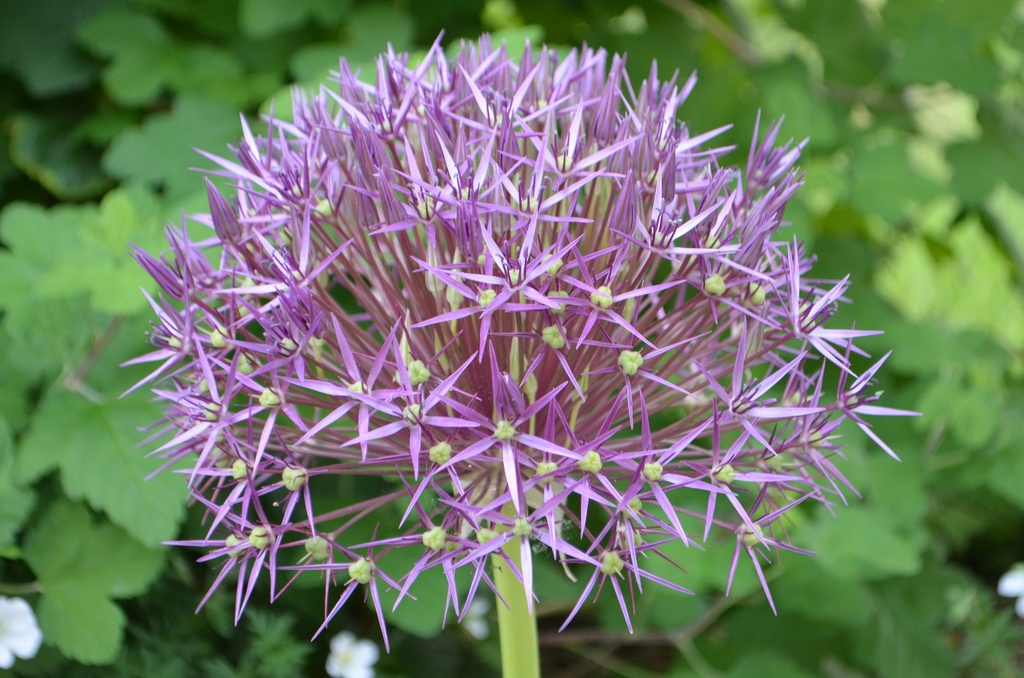 Allium christophii