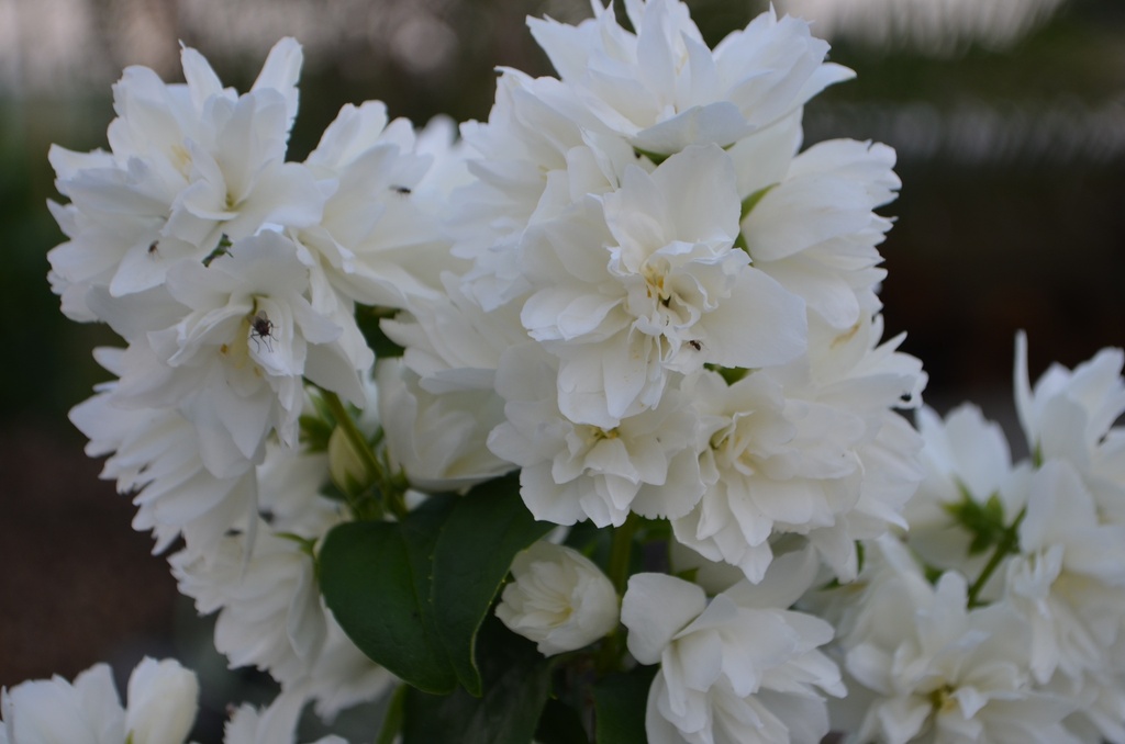 Philadelphus virginalis 'Schneesturm' (Bio, 1L)