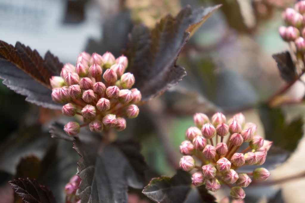 Physocarpus opulifolius 'Diabolo'