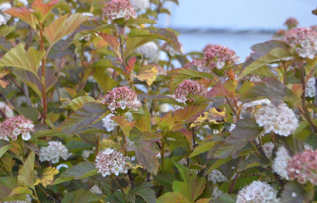 Physocarpus opulifolius 'Caramel' (Bio, 1L)