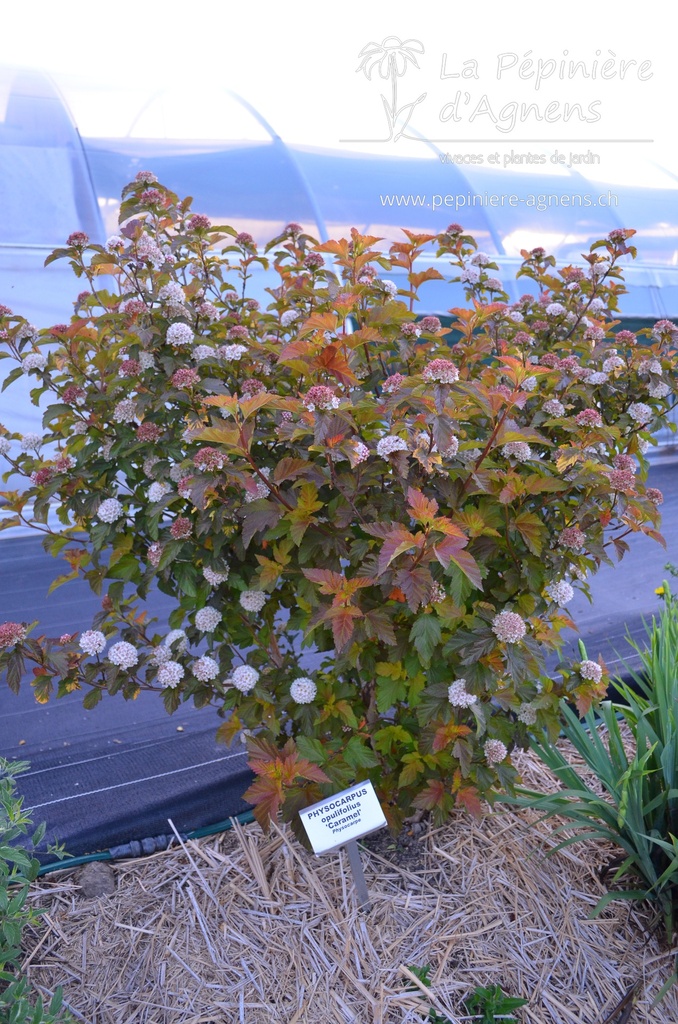 Physocarpus opulifolius 'Caramel'