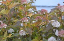 Physocarpus opulifolius 'Caramel'