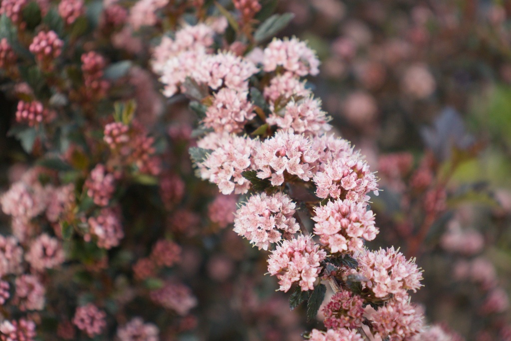 Physocarpus opulifolius 'Little Devil' (Bio, 1L)