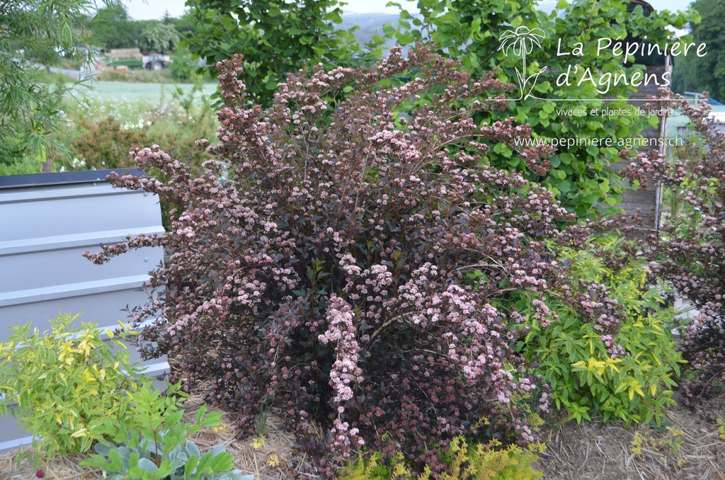 Physocarpus opulifolius 'Little Devil'