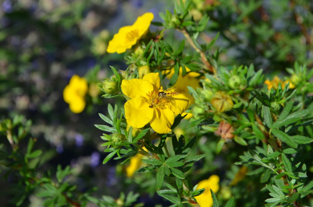 Potentilla fruticosa 'Goldfinger'