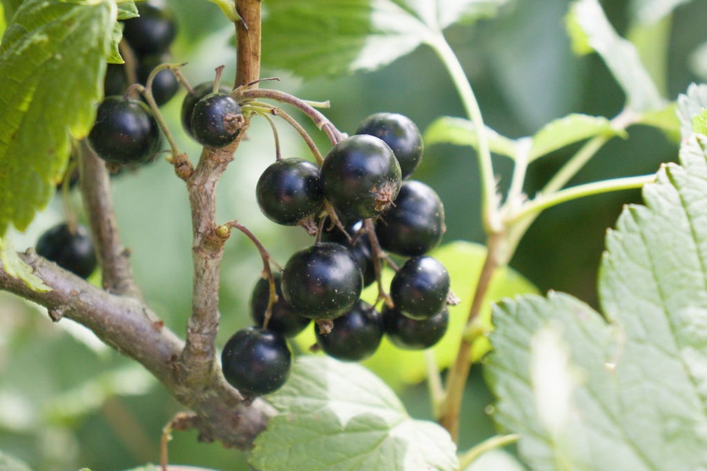 Ribes (2) nigrum 'Dr. Bauer's Ometa' (Bio, 2L)