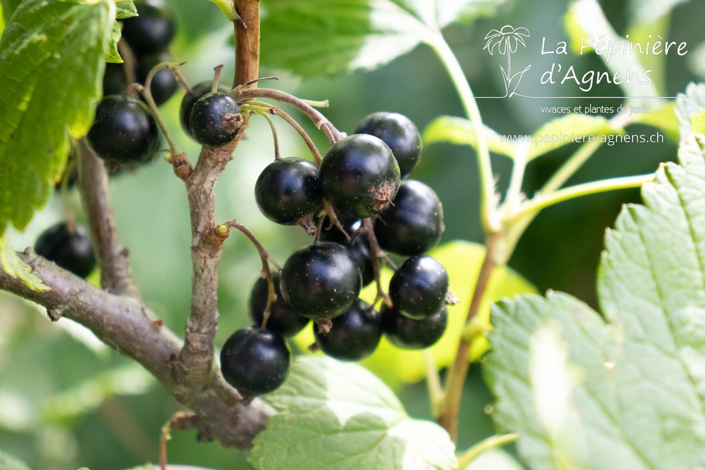 Ribes (2) nigrum 'Dr. Bauer's Ometa'