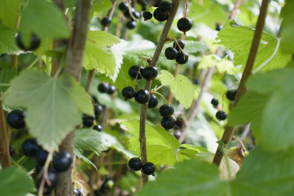 Ribes (2) nigrum 'Titania'