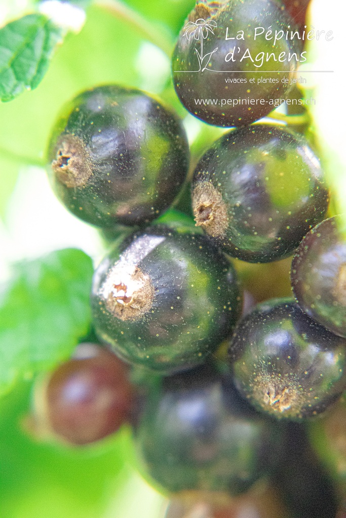 Ribes (2) nigrum 'Titania'
