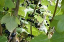 Ribes (2) nigrum 'Titania'