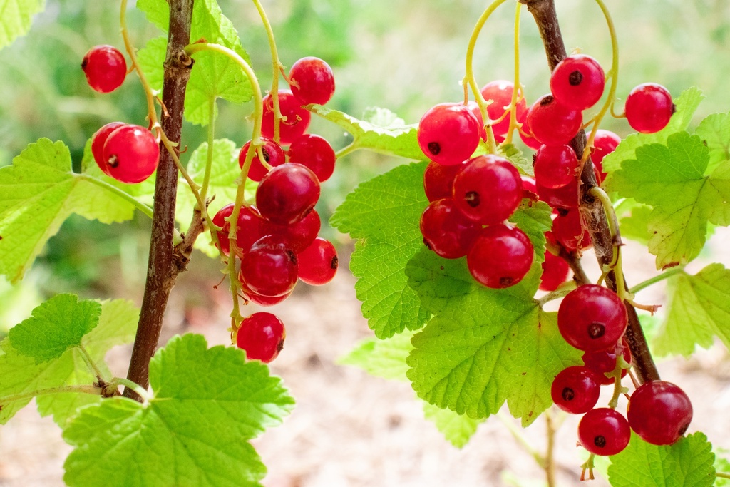 Ribes (3) rubrum 'Rovada' (Bio, 2 Lt.)
