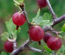 Ribes (4) uva-crispa 'Captivator'