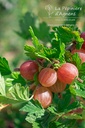 Ribes (4) uva-crispa 'Captivator'